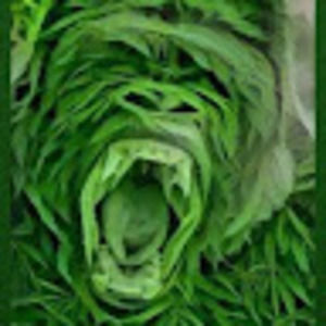 Meet your Posher, Cody